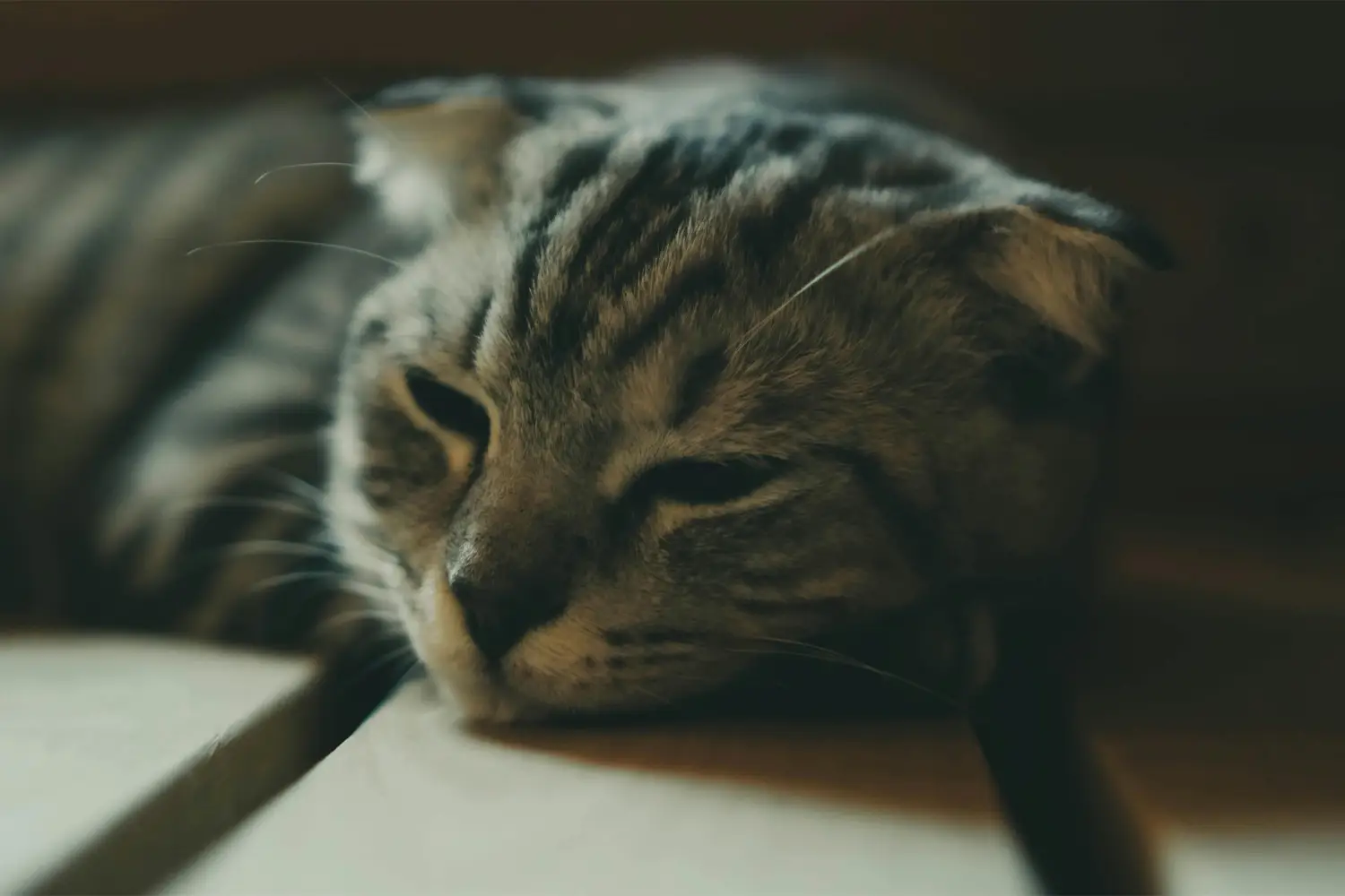 chat qui dort