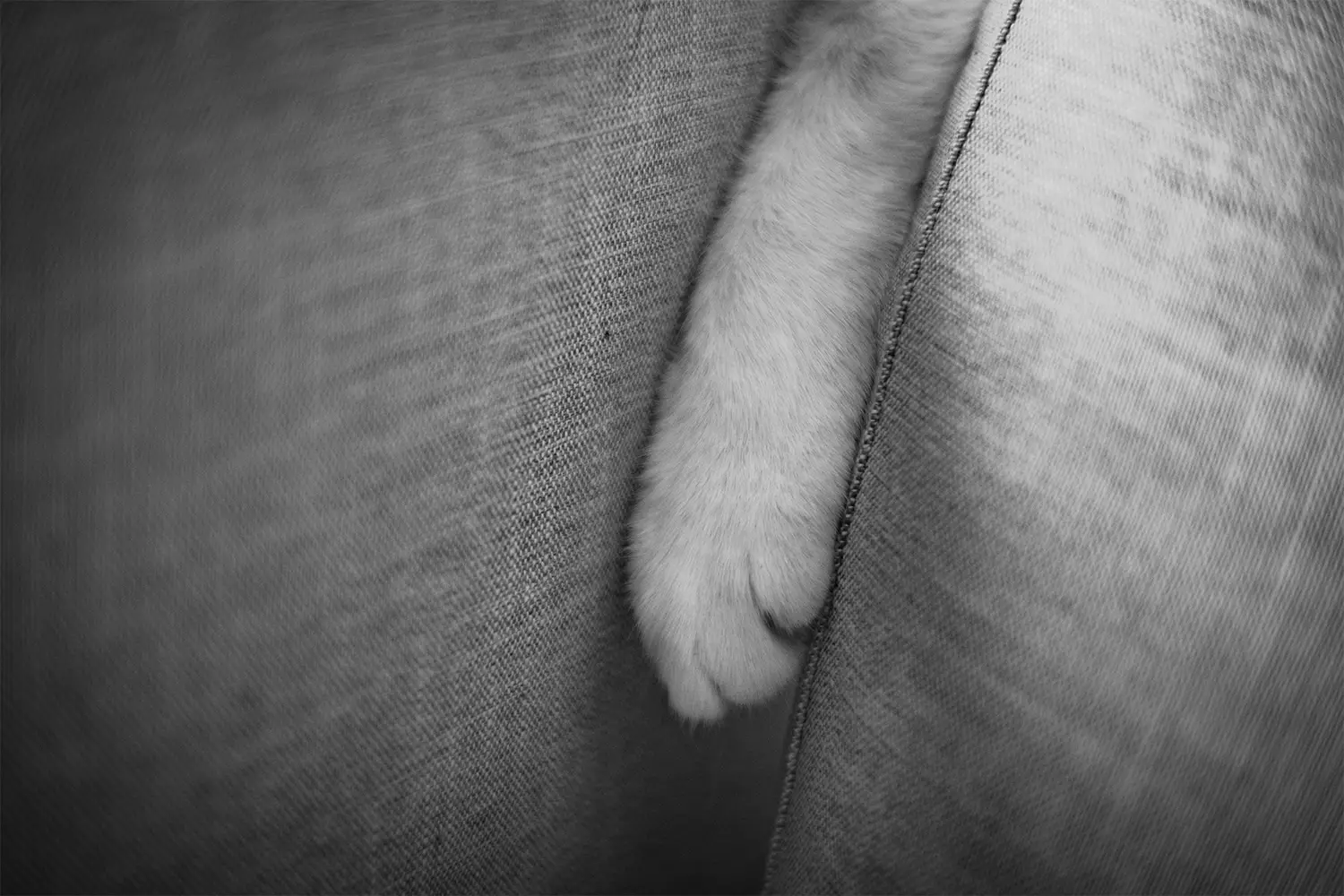 patte de chat
